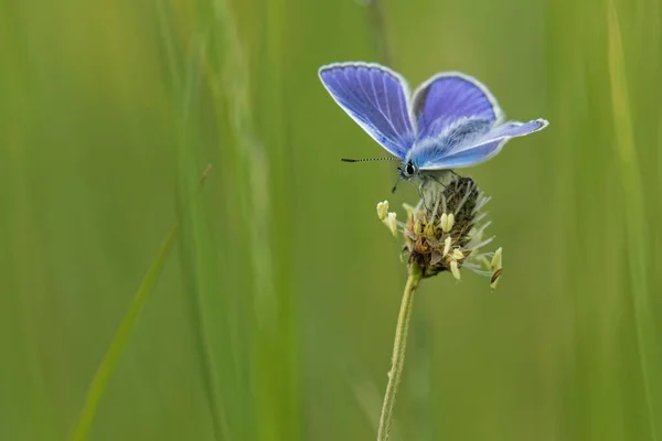 Blaualgen Polyommatus Icarus Naturschutzgebiet Großer Weiher Vogtland Sachsen Deutschland Europa — Stockfoto