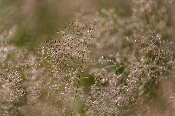 Hairgrass Deschampsia Com Orvalho Manhã Retroiluminado Reserva Natural Grosser Weidenteich — Fotografia de Stock