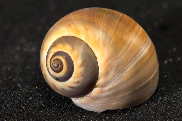 Casa Caracol Grátis Focus Stacking — Fotografia de Stock