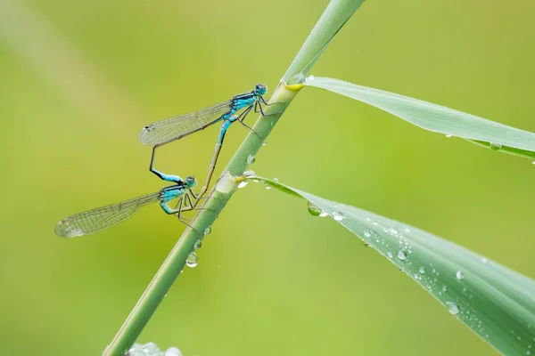 在芦苇茎上的蓝尾达姆利恩 伊什鲁埃兰 交配轮 — 图库照片