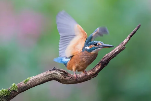 Pesce Martin Alcedo Atthis Femmina Giovane Uccello Decollo Assia Germania — Foto Stock