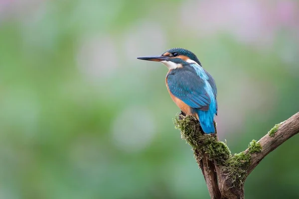 Eisvogel Alcedo Atthis Weibchen Jungvogel Barsch Hessen Deutschland Europa — Stockfoto