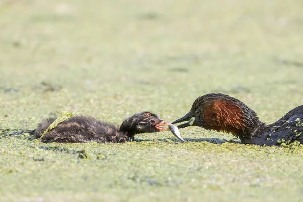 Little Grebe Tachybaptus Ruficollis Feeding Young Bird Hesse Germany Europe — Stock Photo, Image