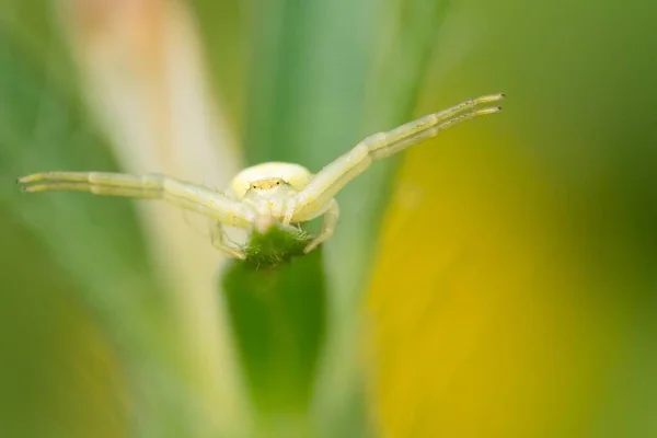 Goldenrod Crab Spider Misumena Vatia Hunting Position Plant Gesse Germany — стоковое фото