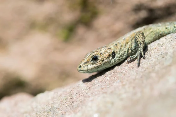 Lézard Vivipare Lacerta Vivipara Sur Pierre Portrait Hesse Allemagne Europe — Photo