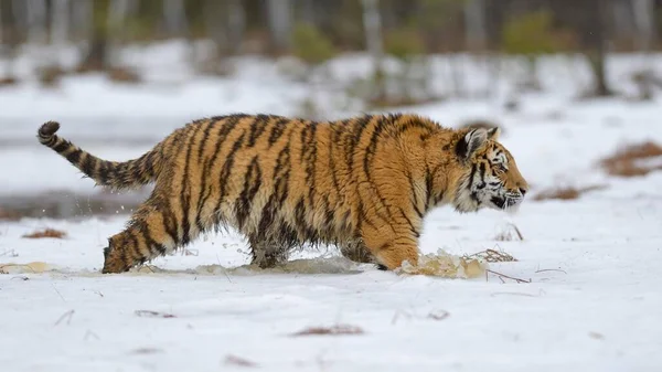 시베리아 호랑이 Panthera Tigris Altaica 과물을 헤치고 질주하는 모라비아 공화국 — 스톡 사진