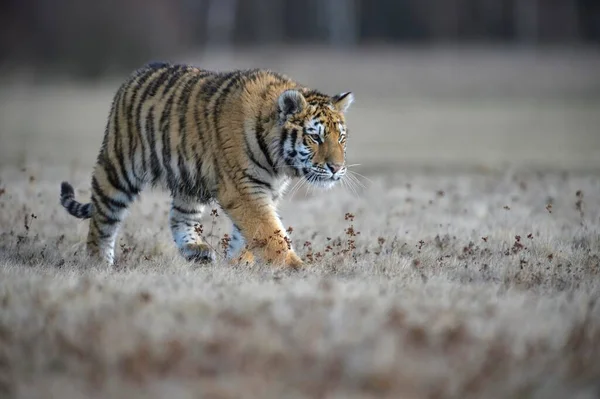 Tygrys Syberyjski Panthera Tigris Altaica Biegnie Pobliskiej Łące Jeniec Morawy — Zdjęcie stockowe