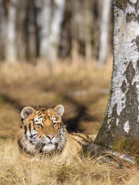 Tigre Sibérie Panthera Tigris Altaica Reposant Sur Bouleau Captif Moravie — Photo