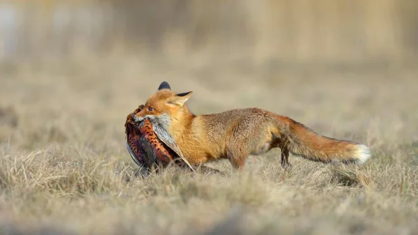 Renard Roux Vulpes Vulpes Court Dans Une Prairie Avec Proies — Photo