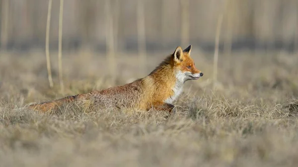 Red Fox Vulpes Vulpes Hunting Meadow Moravia Czech Republic Europe — Stock Photo, Image