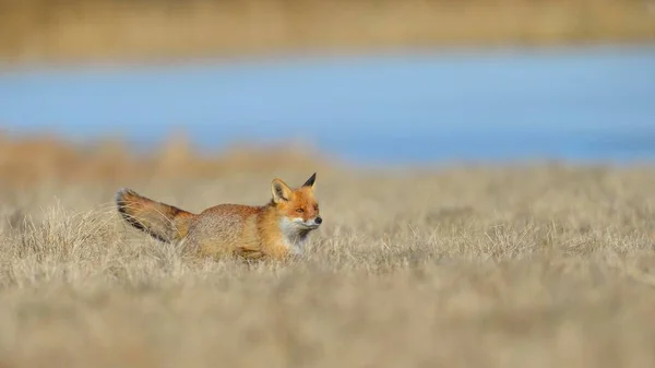 Raposa Vermelha Vulpes Vulpes Caça Prado Moravia República Checa Europa — Fotografia de Stock