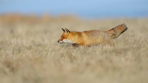 Κόκκινη Αλεπού Vulpes Vulpes Κυνήγι Λιβάδι Μοραβία Τσεχική Δημοκρατία Ευρώπη — Φωτογραφία Αρχείου