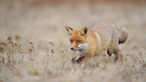 Red Fox Vulpes Vulpes Runs Meadow Moravia Czech Republic Europe — Stock Photo, Image