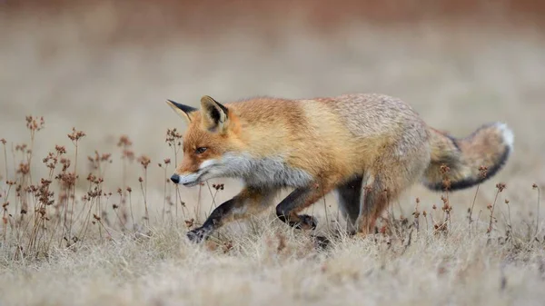 红狐狸 在草地上跳跃 捷克共和国 莫拉维亚 — 图库照片