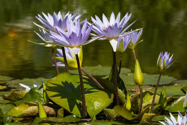 Cape blue water lilies (Nymphaea capensis), Nymphaea