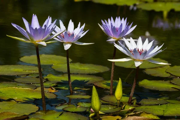 Cape Blue Water Lilies Nymphaea Capensis Nymphaea — Stock Photo, Image