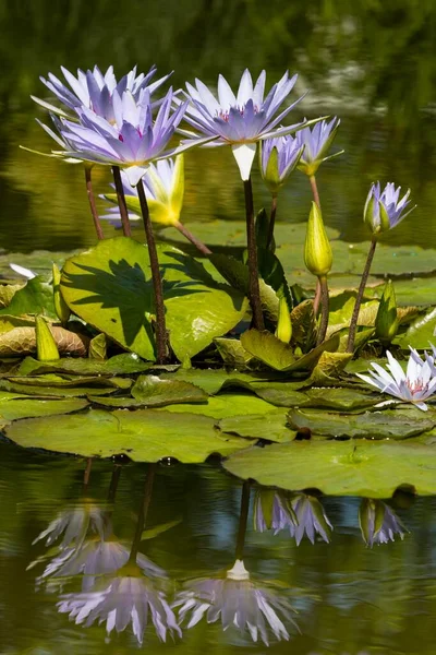 Cape blue water lilies (Nymphaea capensis), Nymphaea