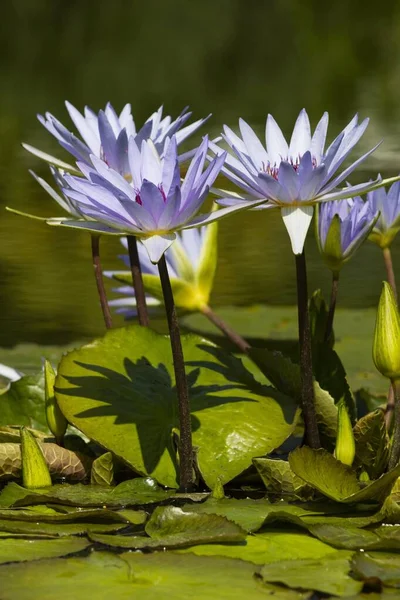 Cape Blue Water Lilies Nymphaea Capensis Nymphaea — Stock Photo, Image