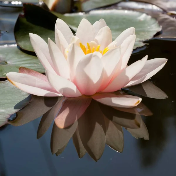 Pink Water Lilies Nymphaea Reflected Pond — Stock Photo, Image