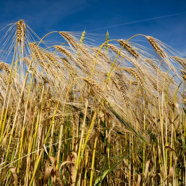 Feld Rye Secale Tahıl Gevreği Mecklenburg Batı Pomerania Almanya Avrupa — Stok fotoğraf