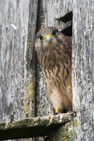 Jeune Crécerelle Commun Falco Tinnunculus Regardant Hors Grotte Reproduction Emsland — Photo