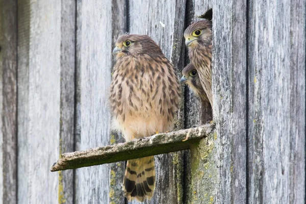 Junge Turmfalken Falco Tinnunculus Bruthöhle Emsland Niedersachsen Deutschland Europa — Stockfoto