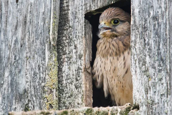 Junge Turmfalke Falco Tinnunculus Sitzend Vor Dem Brutkasten Emsland Niedersachsen — Stockfoto