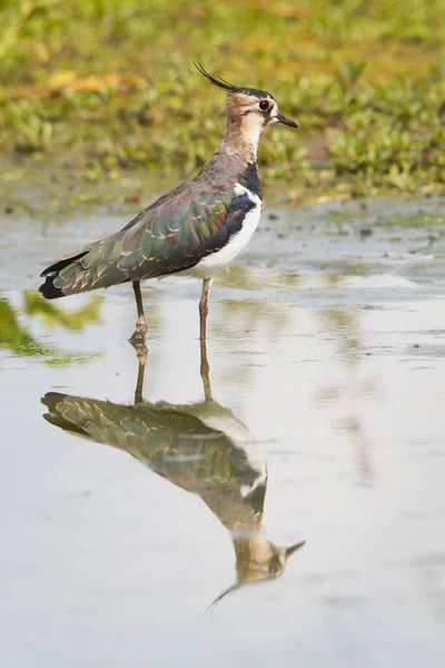 浅い水に反映された北ラッピング Vanellus Vanellus 北ライン ヴェストファーレン州 ドイツ ヨーロッパ — ストック写真