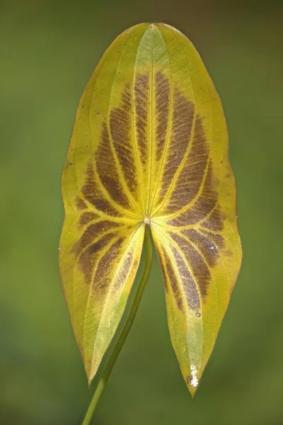 Hoja Amarilla Decolorada Arquero Acuático Sagittaria Sagittifolia Emsland Baja Sajonia —  Fotos de Stock