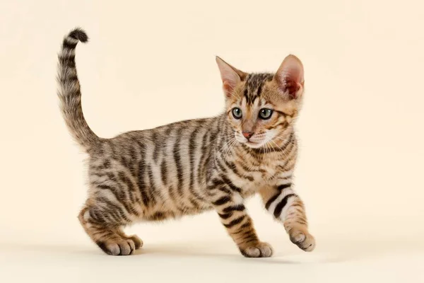 Ras Kat Toyger Felis Silvestris Catus Leeftijd Weken Kleur Bruin — Stockfoto