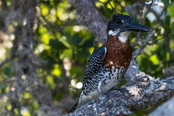 Гигантский Зимородок Megaceryle Maxima Сидит Дереве Isimangaliso Feland Park Квау — стоковое фото