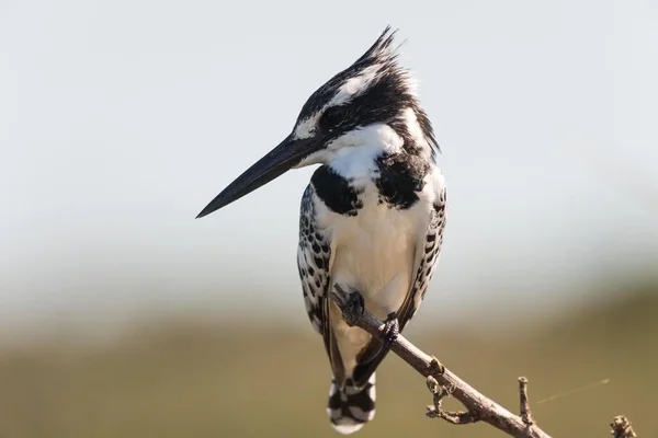 Pied Kingfisher Ceryle Rudis Está Sentado Filial Olhando Para Fora — Fotografia de Stock