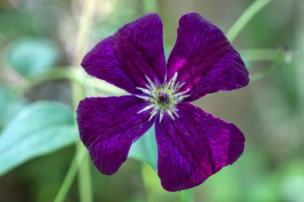 Purple Clematis Clematis Λουλούδι Γερμανία Ευρώπη — Φωτογραφία Αρχείου