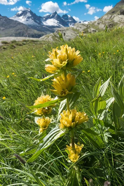 Gentiaan Spotgentiaan Gentiana Punctata Een Bergweide Boven Het Valsavarenche Dal — Stockfoto