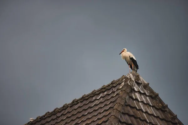Cegonha Branca Ciconia Ciconia Telhado Atmosfera Trovoada Bad Saulgau Baden — Fotografia de Stock
