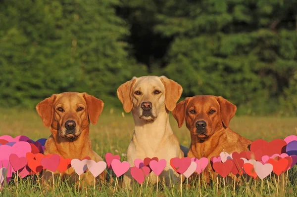 Labrador Retriever Bitches Yellow Front Hearts Pink Paper — Foto de Stock