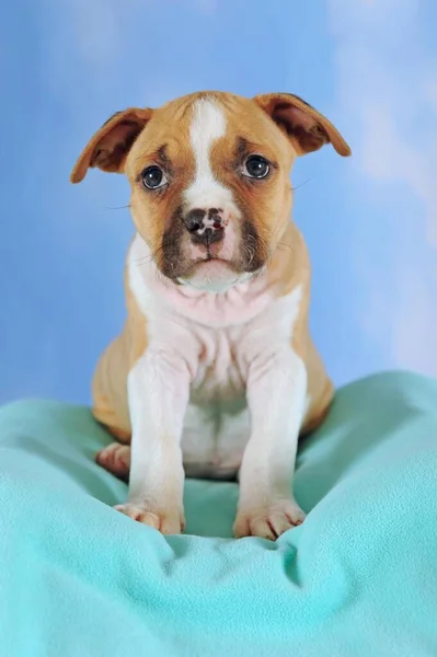 American Staffordshire Terrier Puppy Тижнів Яснобіле — стокове фото
