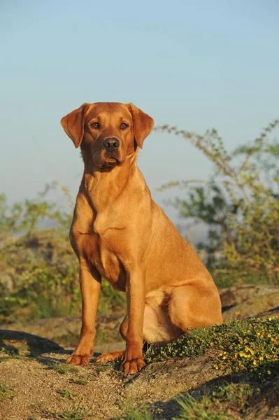 Labrador Retriever Working Line Yellow Bitch — Stok fotoğraf