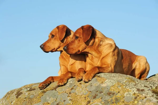 Labrador Retriever Working Line Yellow Bitch Male — Stock Photo, Image