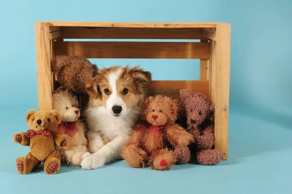 Frontera Collie Sable Cachorro Semanas Edad — Foto de Stock