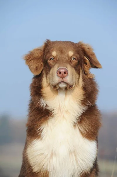 Australiska Shepherd Hane Röd Tri — Stockfoto