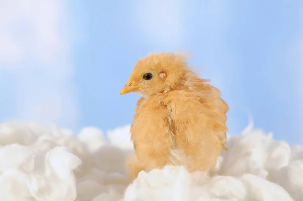 家养鸡 一个星期大 — 图库照片