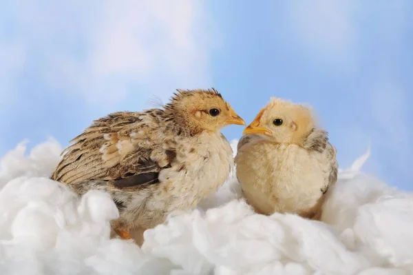 Domestic Chicken Chick Week Old — Stock Photo, Image