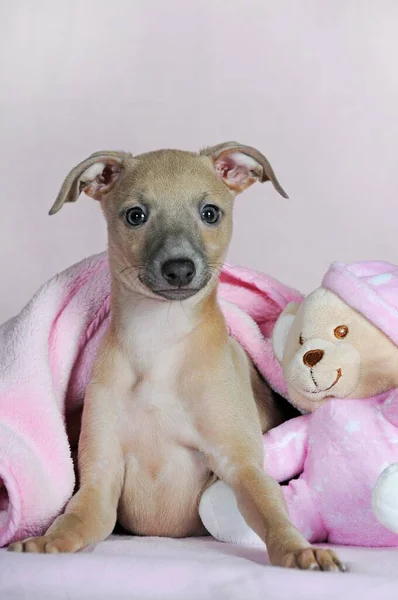 Espanta Espíritos Italianos Cachorrinho Semanas Cor Isabela — Fotografia de Stock