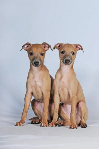 Espanta Espíritos Italianos Cachorros Semanas Cor Isabela — Fotografia de Stock