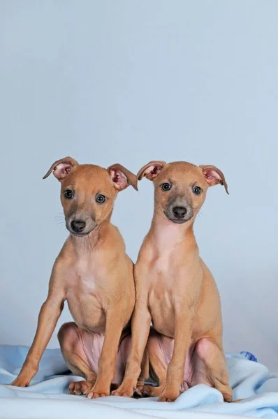 Campanas Viento Italianas Cachorros Semanas Edad Color Isabella — Foto de Stock