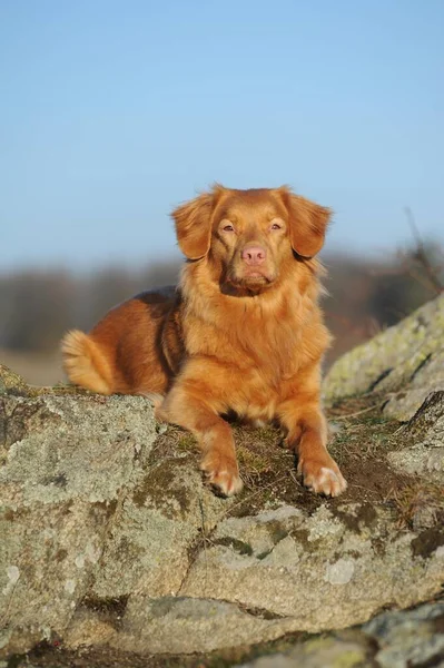 Nova Scotia Duck Tolling Retriever Fiatal Hím Kutya — Stock Fotó