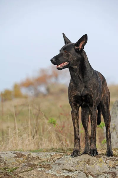 Hollandse Herdershond Nederlandse Herder Jong Vrouwtje Duitsland Europa — Stockfoto