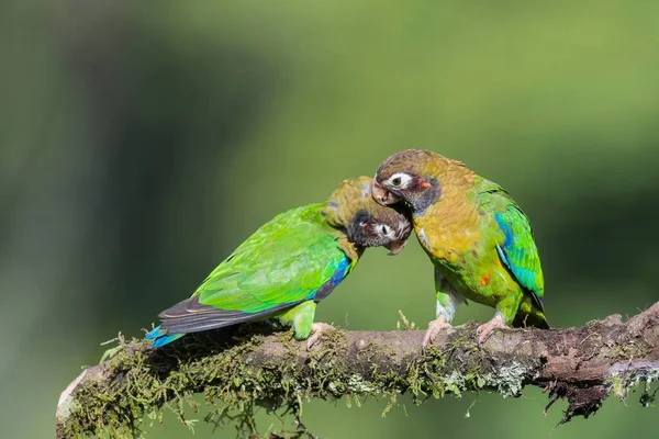 Papagaios Capuz Marrom Pyrilia Haematotis Sentado Ramo Plumagem Cuidados Província — Fotografia de Stock