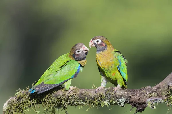 Loros Capucha Marrón Pyrilia Haematotis Sentados Rama Provincia Alajuela San —  Fotos de Stock